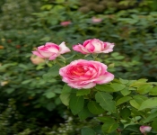 2020 09 01 LyndaleParkRoseGarden 026